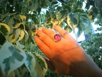 World of Crystal Stars - Mood Ring - 15 mm - Sterling Silver 925 (pure or gold plated) - AAA Crystal Quartz
