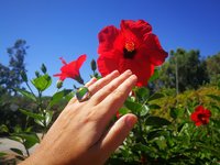 Crystal Star of Atlantis - Mood Ring - 18x13 mm - Gold Plated Sterling Silver 925 - AAA Crystal Quartz