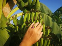 Golden Star of Romance - Mood Ring - 12 mm - 24K Gold Plated Sterling Silver 925
