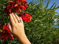 Sun of Antares - Mood Ring - 14 mm - Gold Plated Sterling Silver 925 - AAA Crystal Quartz