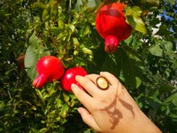 All for Love - Mood Ring - 25x18 mm - Sterling Silver 925