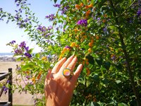 Golden Sun of Elegance - Mood Ring - 20 mm - 24K Gold Plated Sterling Silver 925