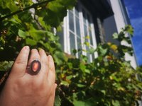Royal Mood - Mood Ring - Adjustable - 18x13 mm - Stainless Steel