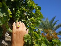 Princess of the Silver Light - Mood Ring - Adjustable or Non-Adjustable - 10 mm - Sterling Silver 925