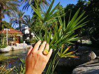 Golden Sun of Elegance - Mood Ring - 20 mm - 24K Gold Plated Sterling Silver 925