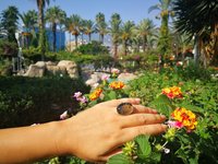 Holiday Ocean - Mood Ring - Crystal Quartz - 24x18 mm - Sterling Silver 925