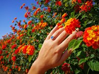 Princess of Blossoms - Mood Ring - 6 mm - Sterling Silver 925
