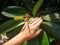 Crystal Star of Atlantis - Mood Ring - 18x13 mm - Gold Plated Sterling Silver 925 - AAA Crystal Quartz