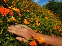 Golden Messenger of Glory - Mood Ring - 20x15 mm - Sterling Silver 925 - 24k Gold Plated - AAA Crystal Quartz faceted