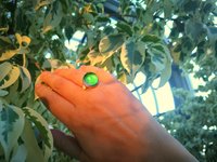 World of Crystal Stars - Mood Ring - 15 mm - Sterling Silver 925 (pure or gold plated) - AAA Crystal Quartz