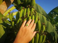 Duchess of the Silver Light - Mood Ring - 8 mm - Sterling Silver 925 - AAA Crystal Quartz