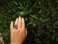 Crystal Star of Atlantis - Mood Ring - 18x13 mm - Gold Plated Sterling Silver 925 - AAA Crystal Quartz