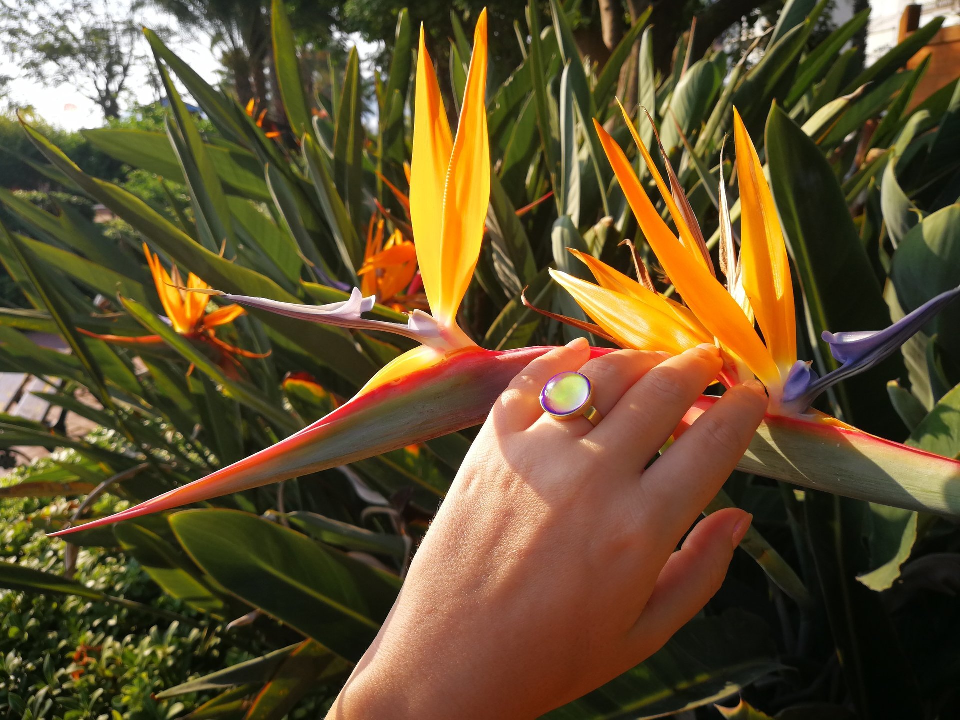 Golden Dream - Mood Ring - 16 mm - 24K Gold Plated Sterling Silver 925